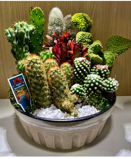 Cacti Gardenl 