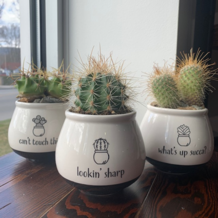 Cactus Pun Pots Plants