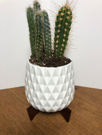 Cactus Arrangement Plants