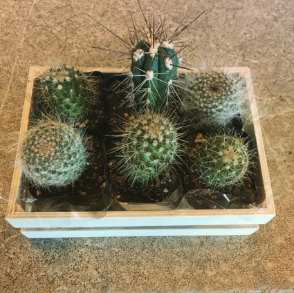 Cactus Box in Calgary, AB - Petals 'N Blooms