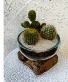 Cactus Garden plant