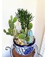 "Desert Jewel" Cactus Garden  Outdoor Planter
