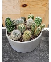 Cactus garden plant