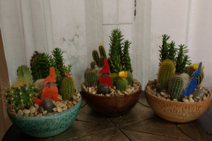 Cactus Garden Plants in Bend, OR | AUTRY'S 4 SEASONS FLORIST Cactus Garden Plants in Bend, OR | AUTRY'S 4 SEASONS FLORIST