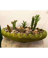 Cactus Garden  Plants/Succulents 