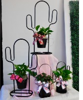 Cactus Makes Perfect  Valentine Mixed Arrangement 