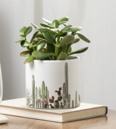 Cactus Motif Potted plant