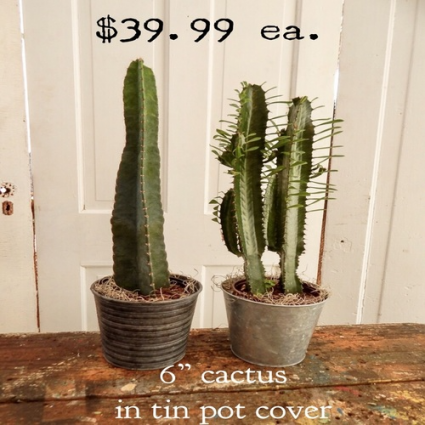 Cactus Plant