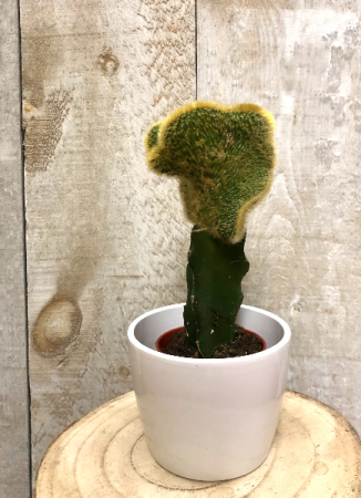 Cactus  plant 