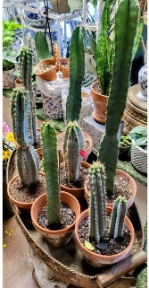 Cactus Plant 