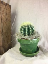 Cactus Plant   TWO OPTIONS Plant