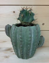 Cactus Pot 