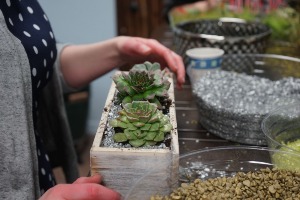 July - Cactus | Succulent Workshop Workshop