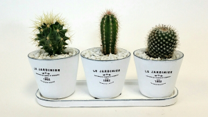 Cactus Trio Set of Live Plants in Delta, BC | FLOWERS BEAUTIFUL Cactus Trio Set of Live Plants in Delta, BC | FLOWERS BEAUTIFUL