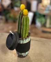 Cactus  