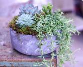 Modern Succulent Garden Live Succulents