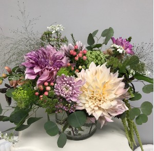 Cafe dahlias in a garden mix  medium size