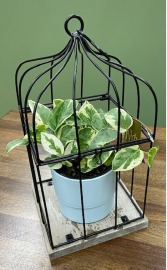 Caged Beauty Gift