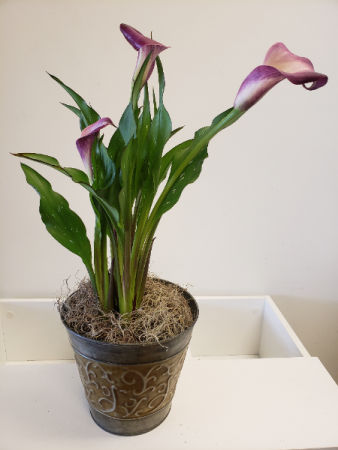 Cala Lily Plant
