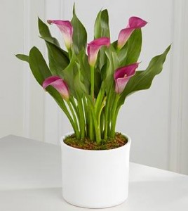 Cala Lily Plant Plant