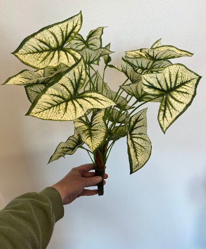 Caladium Bush 