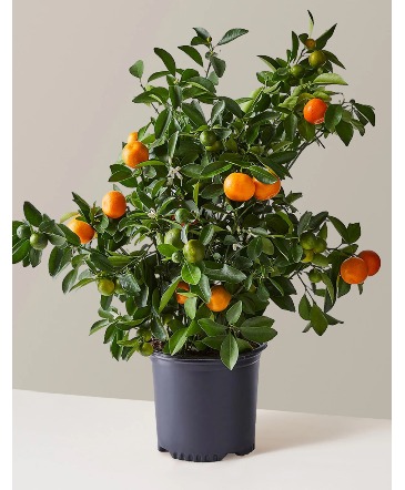 Calamondin Orange Tree Citrus Tree in Lakefield, ON | LAKEFIELD FLOWERS & GIFTS