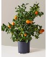 Calamondin Orange Tree Citrus Tree