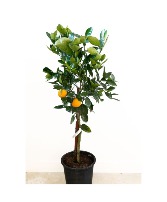 Calamondin Orange Tree Citrus Tree