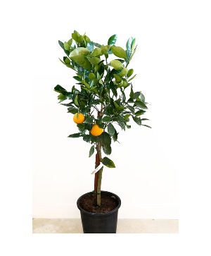 Calamondin Orange Tree Citrus Tree