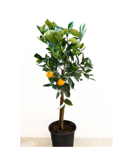 Calamondin Orange Tree Citrus Tree