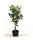 Calamondin Orange Tree Citrus Tree