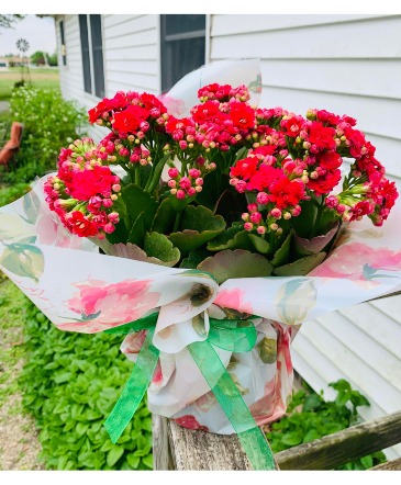 Calandiva blooming plant  in Fremont, OH | Rose Leaf Flowers