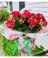 Calandiva blooming plant 