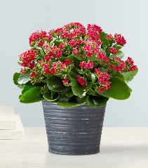 Calandiva - Kalanchoe Blooming Plant