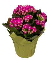 Calandiva  Plant