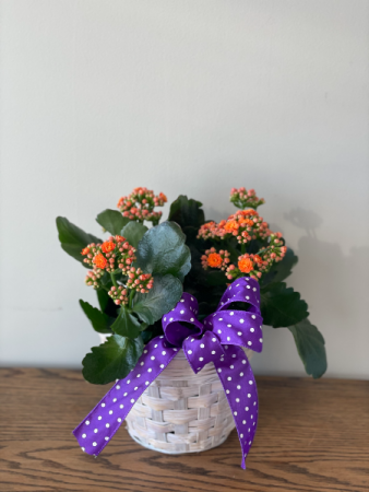 Calandiva Potted Plant