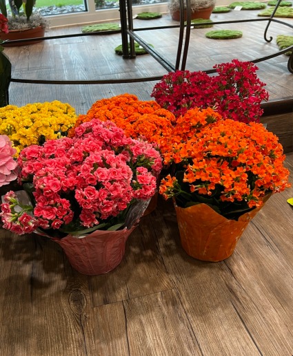 Calandiva/Kalancho Plant - 6