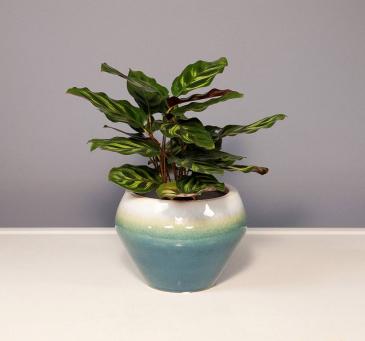 Calathea