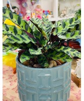 Calathea 