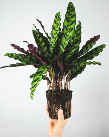 Calathea   in Fort Worth, TX | DAVIS FLORAL DESIGNS