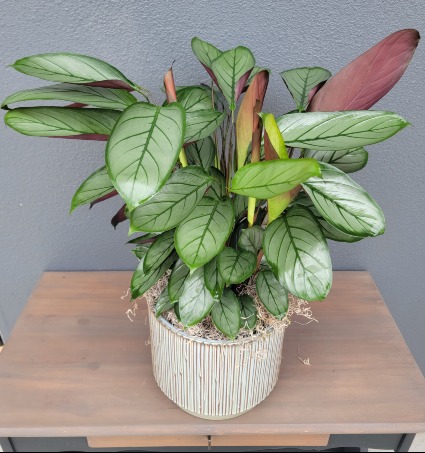 Calathea Ctenenthe 'Prayer Plant' Plant in a Nice Glossy light green & brown ceramic pot 