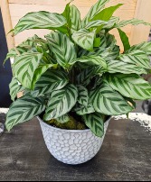 Calathea house plant