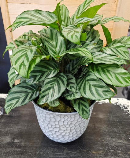 Calathea house plant