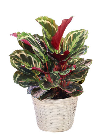 Calathea Medallion House Plant in Bunnell, FL | The Green Thumb Flower & Boutique