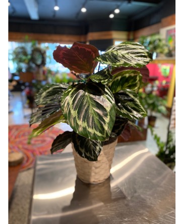 Calathea Medallion Indoor Green Plant in South Milwaukee, WI | PARKWAY FLORAL INC. Calathea Medallion Indoor Green Plant in South Milwaukee, WI | PARKWAY FLORAL INC.