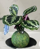 Calathea Medallion KOKEDAMA Large PLANT
