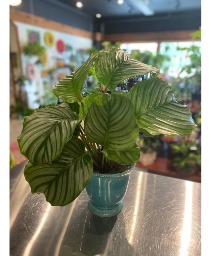 Calathea Orbifolia Watermelon Non Toxic Plant