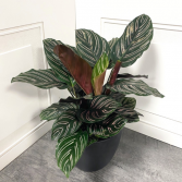 Calathea Ornata 'Pinstripe Plant'