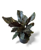 Calathea Ornata – The Pinstripe Calathea Indoor Plant