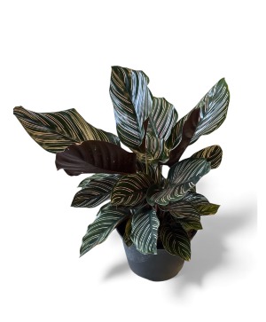 Calathea Ornata – The Pinstripe Calathea Indoor Plant
